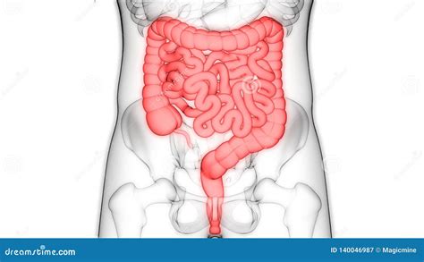 Sistema Digestivo De Los Rganos Del Cuerpo Humano Con Anatom A Grande