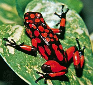 Poison frog | Amphibian Adaptations & Conservation | Britannica