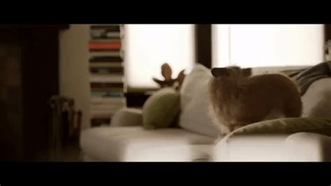 Gif Of Dog Chasing Tail Your daily dose of fun