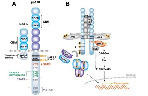 Sch Ma De La Transduction Du Signal Il Via Son R Cepteur Il