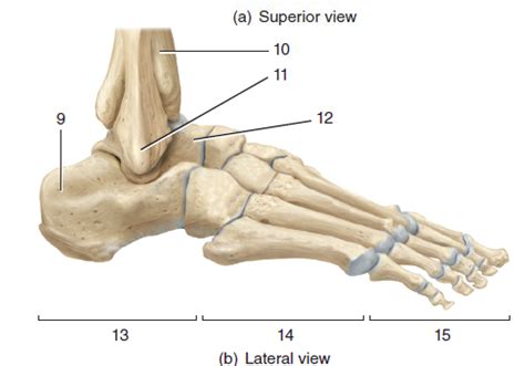 Osteology Of The Foot Dorsal And Plantar Diagram Quizlet Off