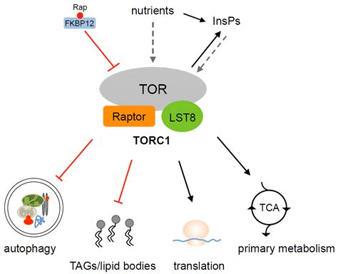 Biomolecules Free Full Text The TOR Signaling Network In The Model