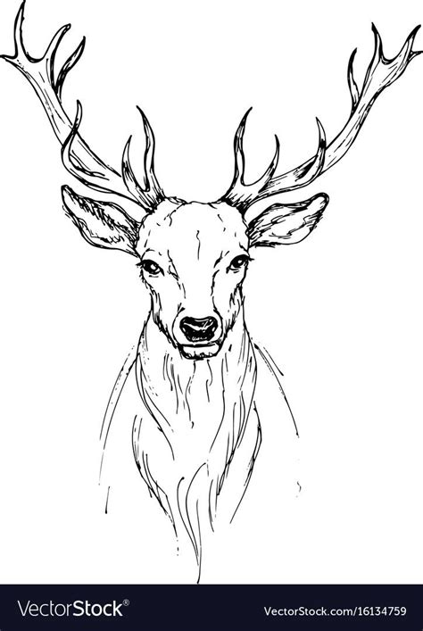 deer drawing easy head - Yong Santana