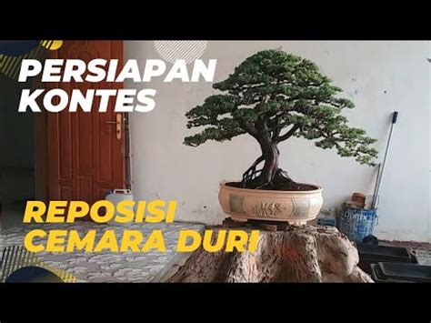 Bonsai Kontes Cemara Duri Dipersiapkan Untuk Ikut Kontes Youtube