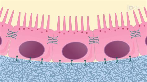 Isolating Ipe And Rpe Cells A Technique For Obtaining Ocular Pigment