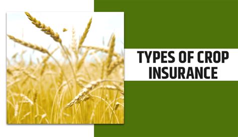 A Complete Information About Crop Insurance In India