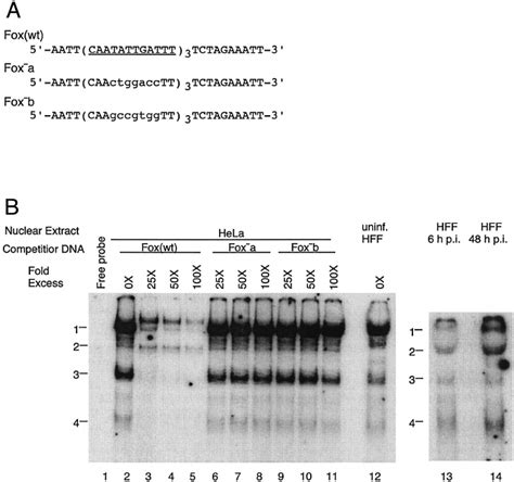 Emsa And Competition Assay With Wild Type Wt Mutant Fox Site A Fox