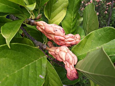 Branches of Magnolia Tree with Seed Pods. Stock Photo - Image of cones, foliage: 164089848