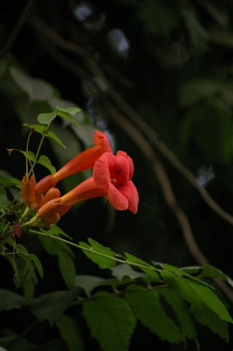 Trumpet Vine Flowers Plant - Free photo on Pixabay - Pixabay