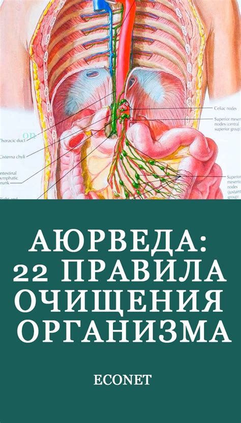 Аюрведа: 22 правила очищения организма | Аюрведа, Натуральная медицина ...