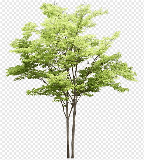 Tree Plant Ash Tree Branch Ash Watercolour Tree Png Pngwing