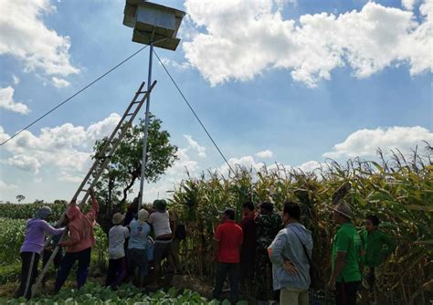 Kelompok Tani Ngudi Utomo Udanawu Blitar Mengendalikan Hama Tikus