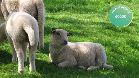 Une Bergerie Pour Les Moutons Avranchins