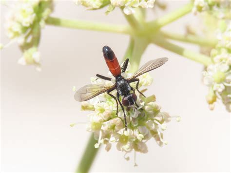 Diptera Info Discussion Forum Tachinidae Cylindromyia Pusilla