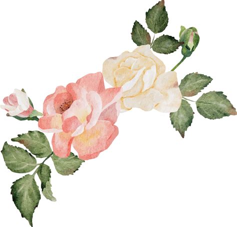 Watercolor Blooming Rose Branch Flower Bouquet Png