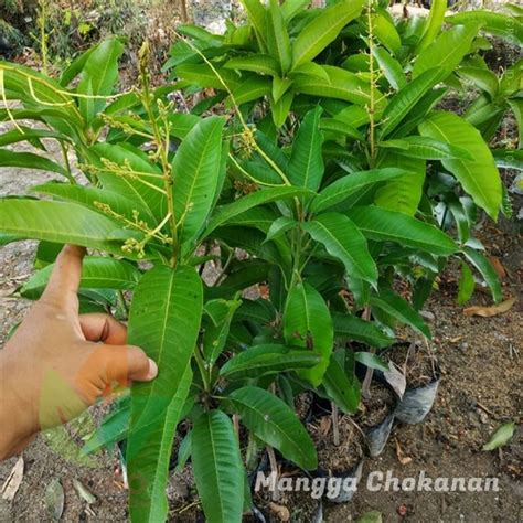 Jual Bibit Mangga Chokanan Unggul Agro Bibit ID