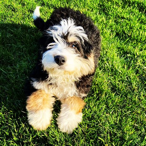 Mini Bernedoodle Puppies California Ccmclaudiamonteiro