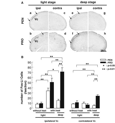 Photomicrographs A And Mean Number Of Fos Protein Li Cells B In The