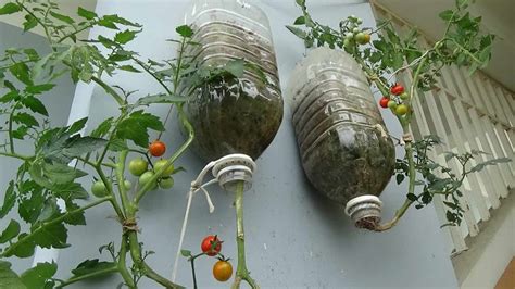 How To Grow Tomatoes In Plastic Bottles Step By Step Guide