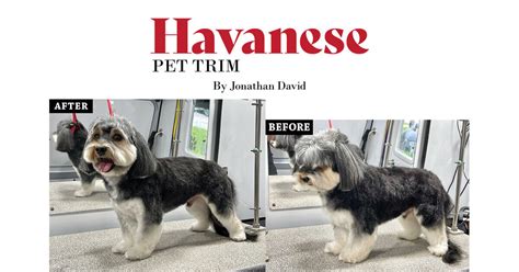 Havanese Pet Trim - Groomer to Groomer