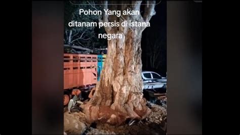 Viral Pohon Pule Asal Sumbawa Bakal Ditanam Di Istana Negara IKN