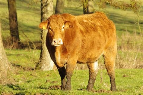 La Limousine Une Race Reconnue Elevages De Bovins Allaitants Et