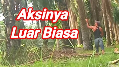 Inilah Beruning Sawit Tki Malaysia Aksi Lagi Di Kebun Sawit Nasip