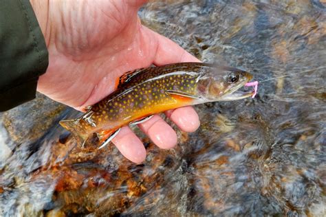 Small Stream Reflections A Small Stream Brook Trout And Dry Flies