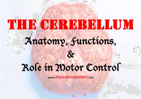 The Cerebellum: Anatomy, Functions, and Role in Motor Control - The ...