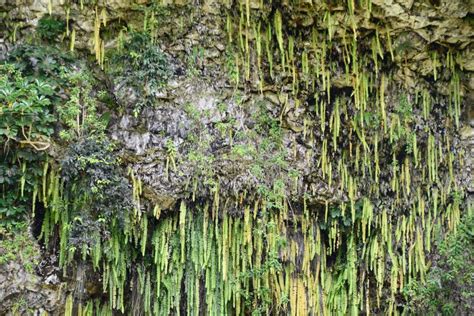 Fern Grotto At Wailua River State Park On Kauai Island In Hawaii Stock