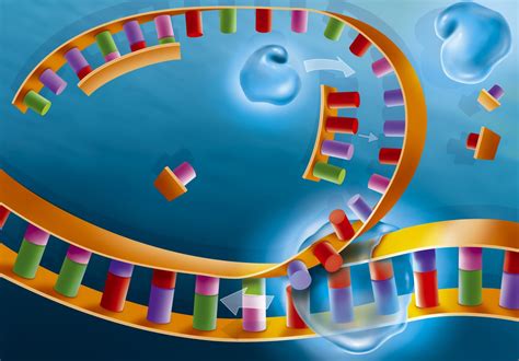 Dna Replication Steps And Process