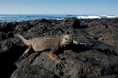 Iguana Marina Amblyrhynchus Cristatus Isla Santa Cruz Islas Gal Pagos