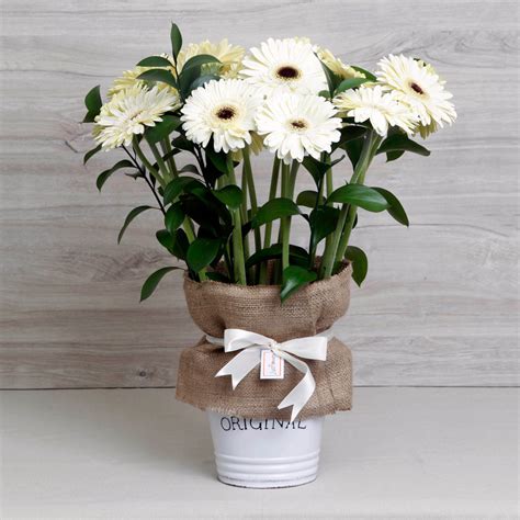 48 Arreglo Gerberas Blancas Just Flowers