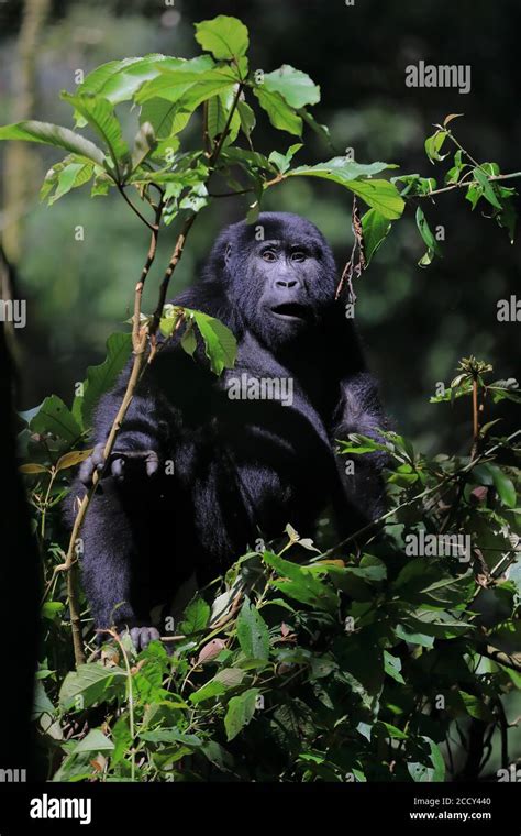 Mountain Gorilla Gorilla Beringei Beringei Primates Anthropoidea