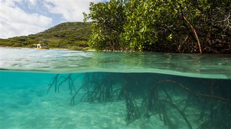 What Is Blue Carbon Great Barrier Reef Foundation