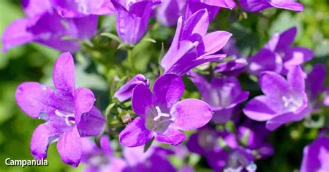 Campanula Bell Flower Care | Best Flower Site