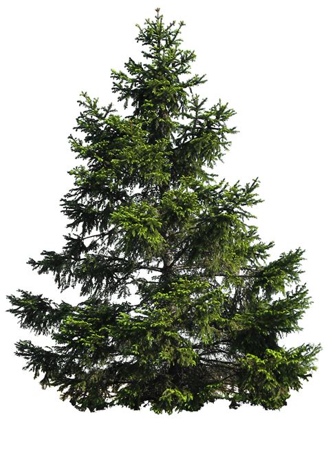 Fir Nature Png Image Purepng Free Transparent Cc0 Png Image Library