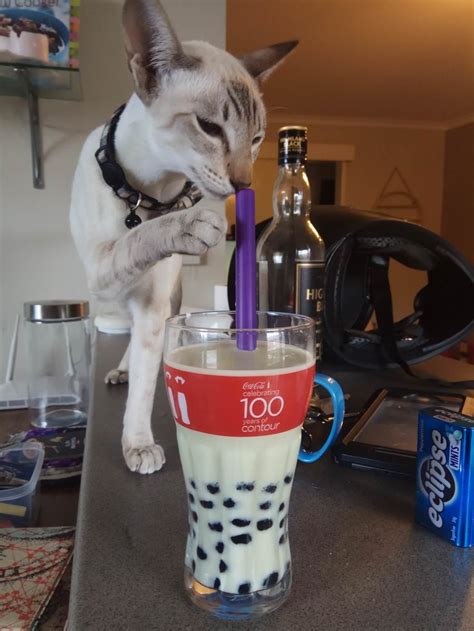 Had Homemade Boba And The Cat Is Intrigued In 2023 Cat Drinking Cats