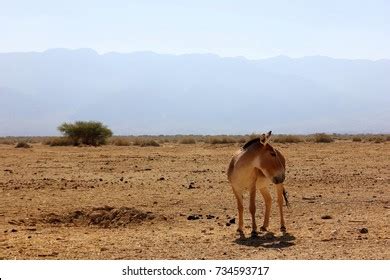 Somali Wild Ass Stock Photo Shutterstock