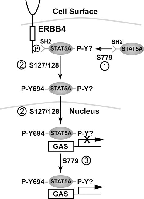 Erbb Her Potentiates Stat A Transcriptional Activity By Regulating