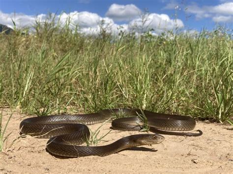 Inland Taipan (Oxyuranus microlepidotus), family Elapidae, Queensland, Australia This snake has ...