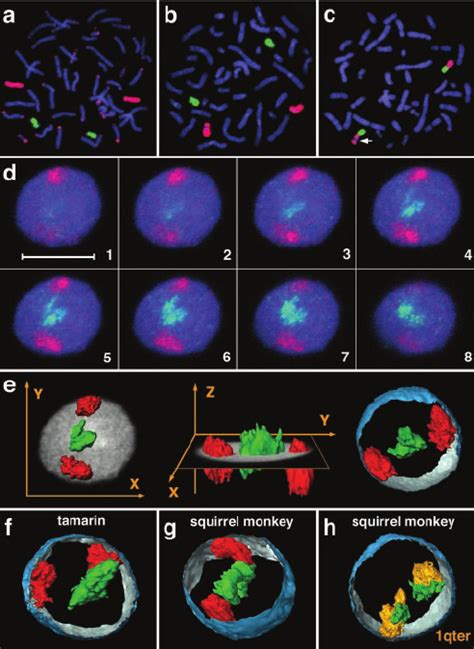 Visualization Of Chromosomes And Chromosome Territories A And B