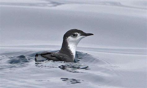 Island restoration supports conservation of two Pacific seabird species