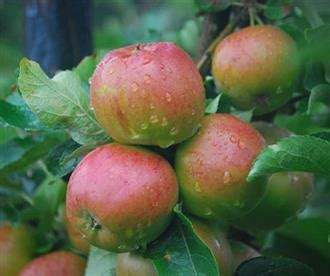 Pink Pearmain Apple Fruit Trees For Sale Order Online