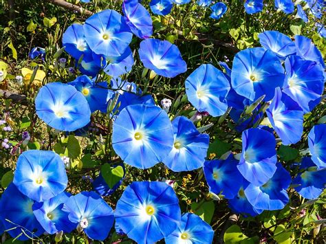 Flores Azules Belleza Natural En Tu Jardín Eco360