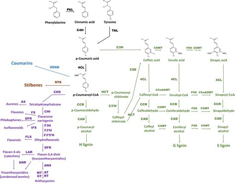 Frontiers Features Of Activity Of The Phenylpropanoid Biosynthesis