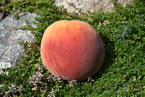 Frost Peach Prunus Persica Frost In Reno Sparks Lake Tahoe Carson