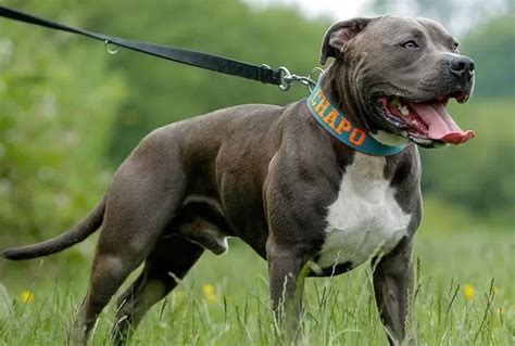 Pitbull look-alike: 15 Dog Breeds that Resemble Pitbulls