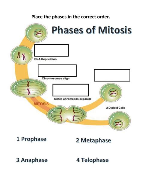 Mitosis Phases Worksheet Live Worksheets Worksheets Library