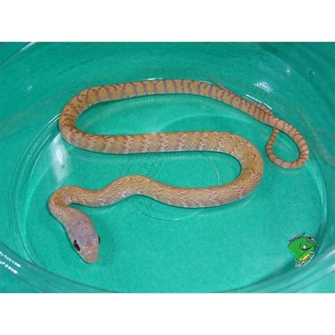 Albino White Sided Black Rat Snake Baby Strictly Reptiles Inc